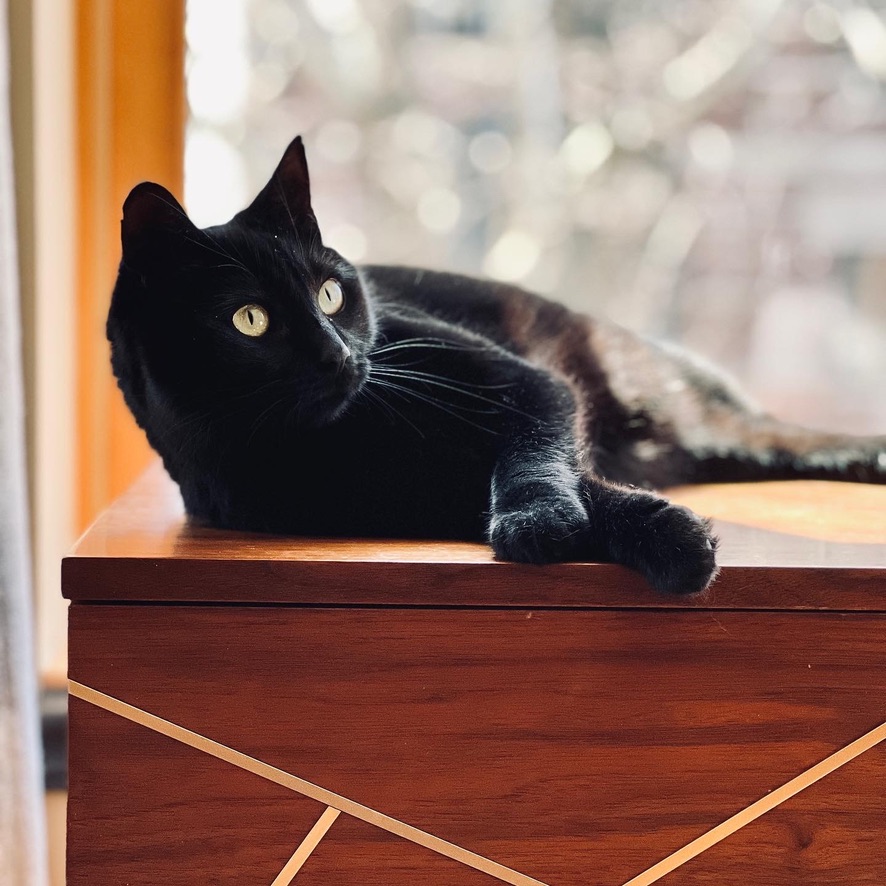 Image of a black cat